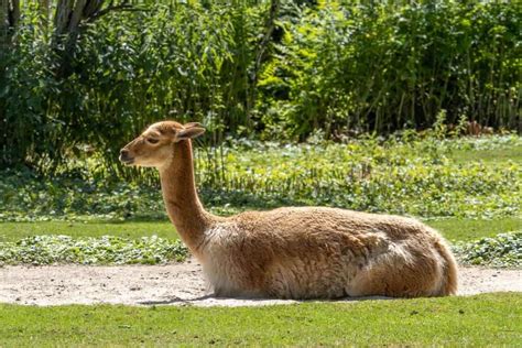 what animals are similar to alpacas